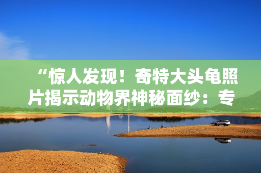 “惊人发现！奇特大头龟照片揭示动物界神秘面纱：专家称其可能为新物种！”